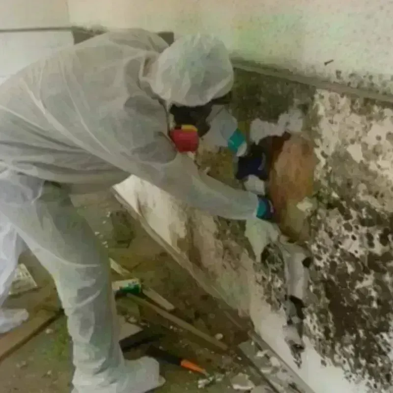 Mold Remediation and Removal in Irvington, NY